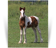 ~Northern Lights Autumn Sky~ '19 Bay Pearl Tobiano Filly by The Cosmic Force - MO